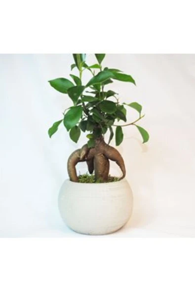 Ficus Ginseng Bonsai & Gri Venüs Beton Saksıda Hediyelik Canlı Çiçek ürün görseli 1