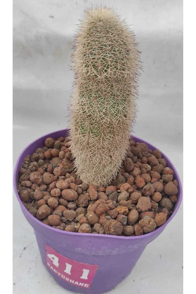 Kaktüs-12 cm saksı-boy 10 cm-ref 04H/411 ürün görseli 1