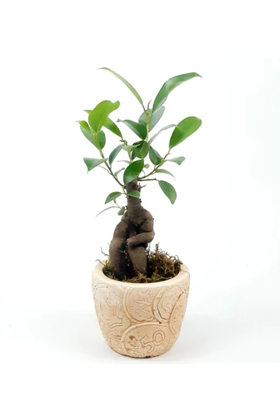 Para Desenli Eskitme Saksıda Ficus Bonsai Bitkisi ürün görseli 1