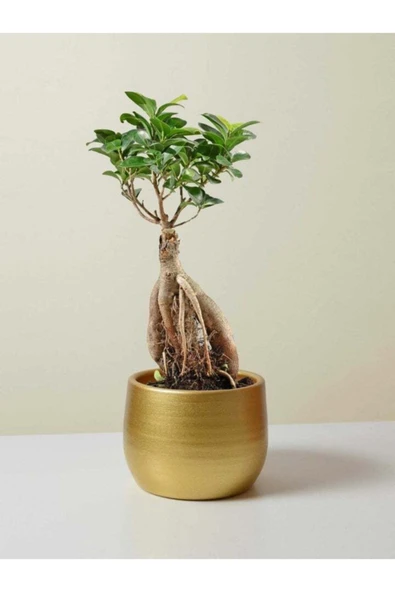 Bonsai Ficus Ginseng ürün görseli 1