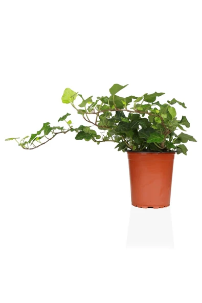 Hedera Helix ürün görseli 1