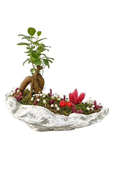 Beton Kaya Saksıda Mini Ficus Ginseng Bonsai ürün görseli 1