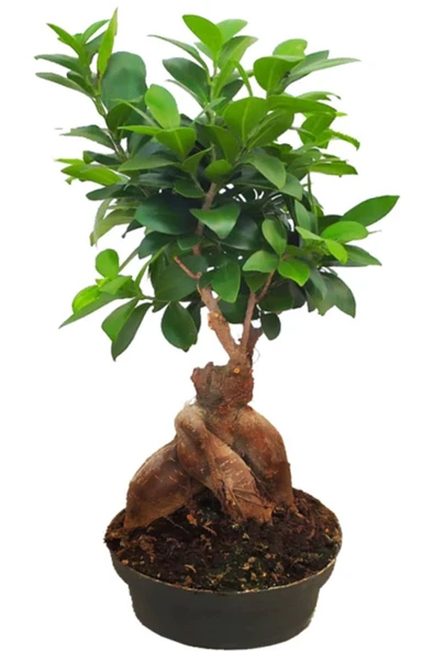 Ficus Gingseng Bonsai Ağacı Saksı Çapı Boyu 20-30 Cm ürün görseli 1