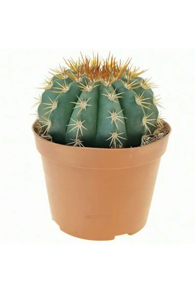 12 cm çap Melo kaktüs Melocactus Matanzanus ürün görseli 1