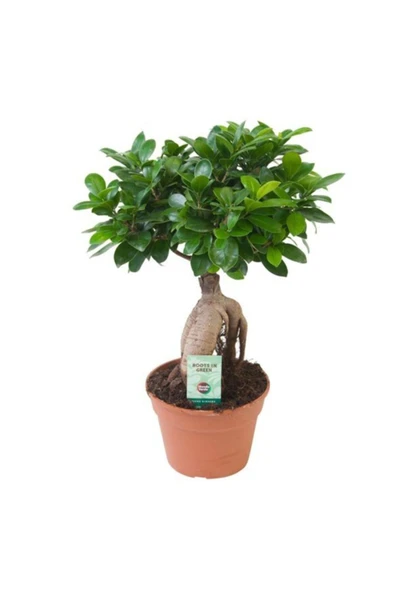 Bonsai Ficus 'ginseng' M ürün görseli 1