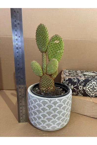 Opuntia Microdasys Rufida 12*9 Cm Beton Saksıda Kaktüs ürün görseli 1