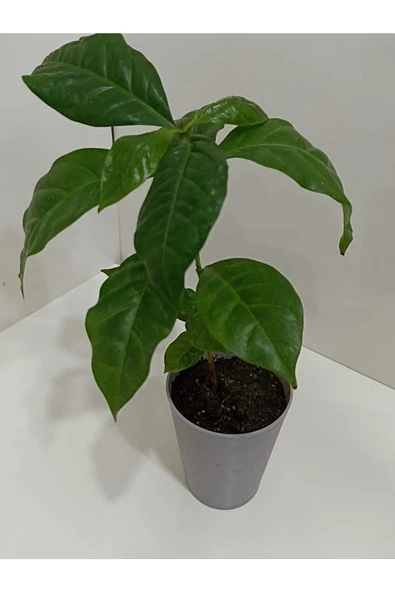 Kahve Çiçeği Coffea Arabica - Kahve Fidanı ürün görseli 1
