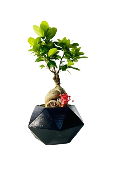 Büyük Siyah Geometrik Serisi Ficus Gingseng Bonsai Tasarım ürün görseli 1