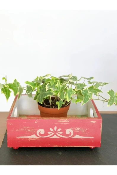 Hedera Helix Sarmaşık 25-30 Cm ürün görseli 1