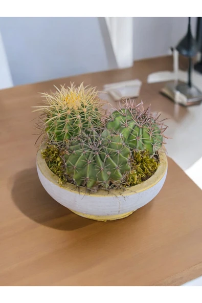 25 cm Dekoratif Saksıda Melo, Altın Fıçı ve Kaynana Topuzu 3 büyük özel kaktüs ürün görseli 1