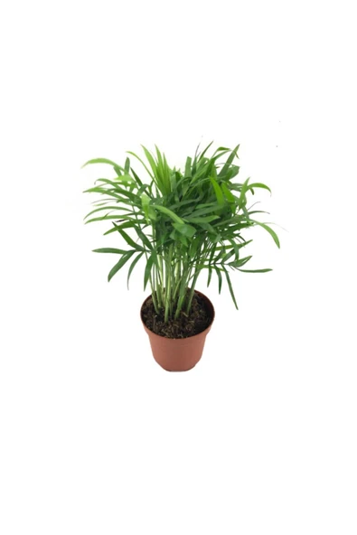 Chamaedorea Elegans - Resim 2