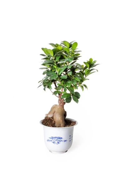 Ficus Ginseng Bonsai - Adam Ağaç - Ev Ofis Salon Iç Mekan Bitkisi - Ø:17 Cm - H:40 Cm ürün görseli 1