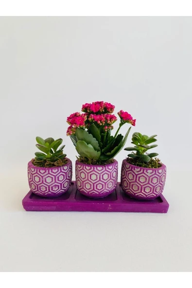 Mor Petek Model Trio Beton Saksıda Para Çiçeği Ile Kalanchoe(kalanşo) ürün görseli 1
