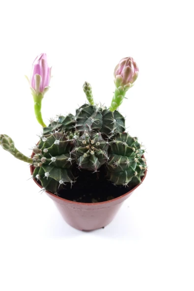 Gymnocalycium Mihanovichii - Resim 3