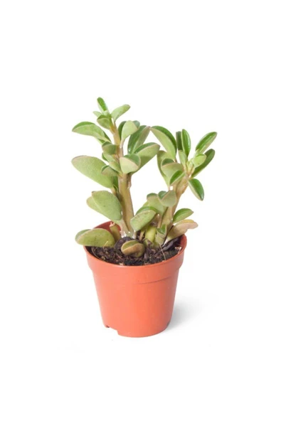 Peperomia Asperula 5,5cm Ø - Yeşil Bitki ürün görseli 1