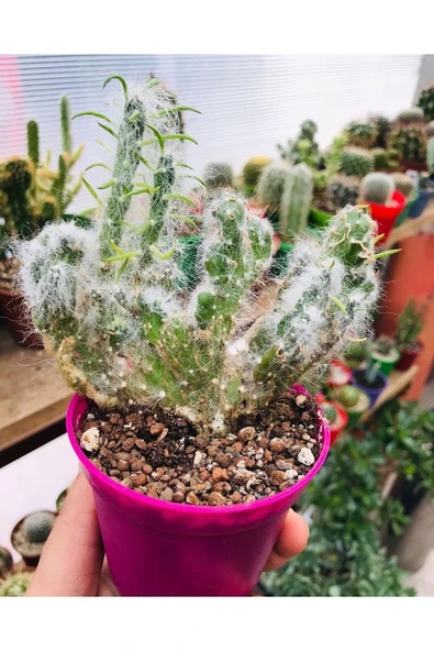 Opuntia Vestita Cristata ürün görseli 1