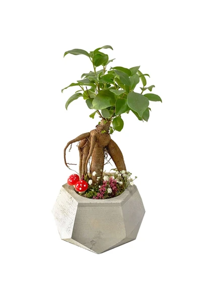 Geometrik Beton Saksıda Mini Ficus Ginseng Bonsai ürün görseli 1