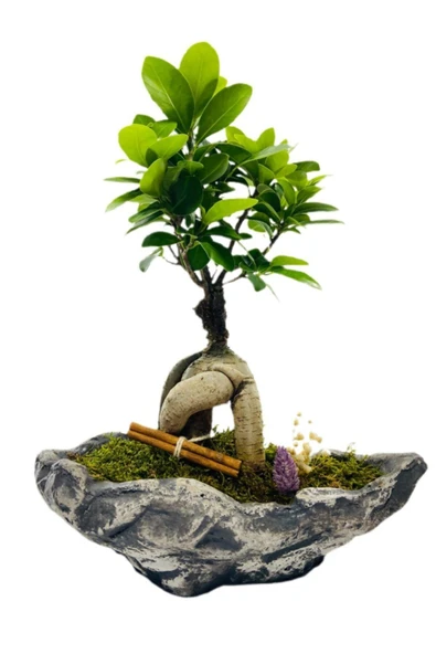 Kayık Serisi Ficus Gingseng Bonsai Tasarım ürün görseli 1