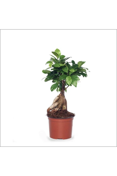Bonsai Ağacı - Ficus Ginseng (küçük 15-35 Cm) ürün görseli 1