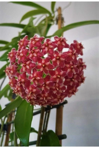 Mum Çiçeği Kırmızı hoya Carnosa Kokulu 1.kalite 9 cm Saksıda ürün görseli 1
