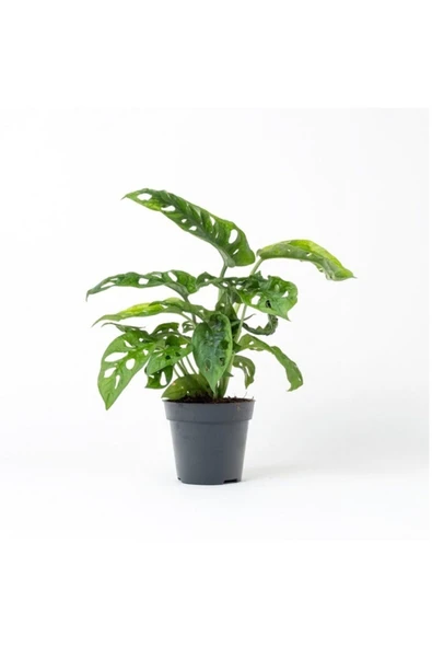 Monstera Adansonii - Ev Ve Ofis Bitkisi - Saksı Çapı 15 Cm ürün görseli 1