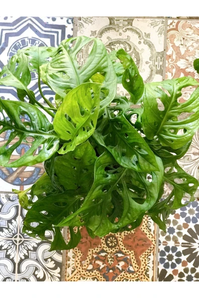 Monstera Adansonii Monkey 35-40 Cm - Resim 3