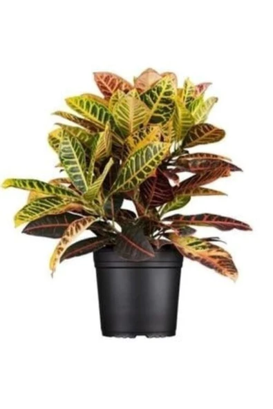 Kroton Croton Petra 20 - 40 Cm ürün görseli 1