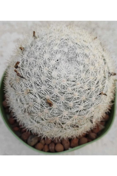 Mammillaria Microthele - Resim 2