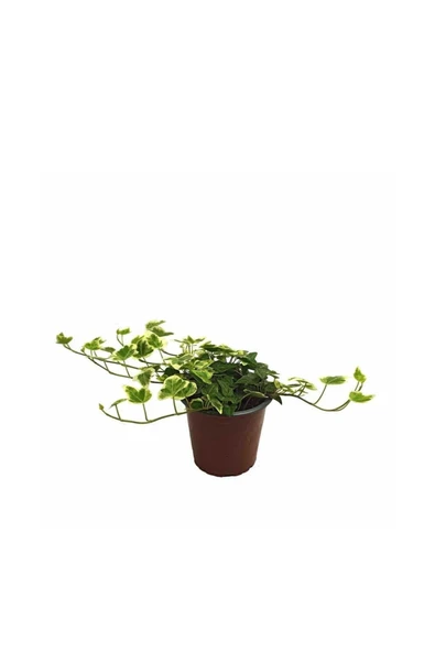 Hedera Helix (9 Cm Saksıda) ürün görseli 1