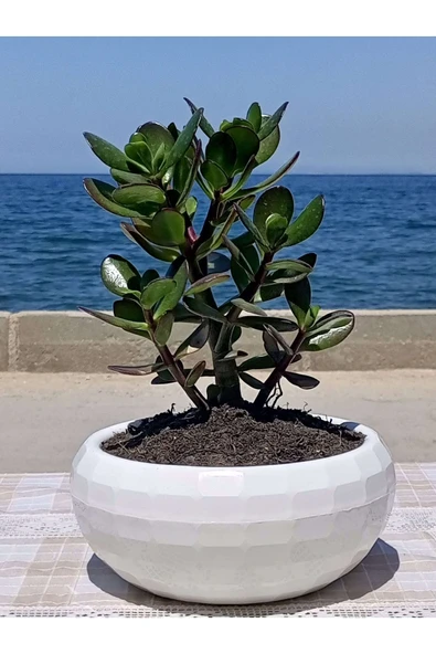 Crassula Ovata- Para Çiçeği- Bereket Bitkisi- 23-30 Cm ürün görseli 1