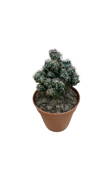 Cereus Peruvianus Montrose Kaktüs ürün görseli 1