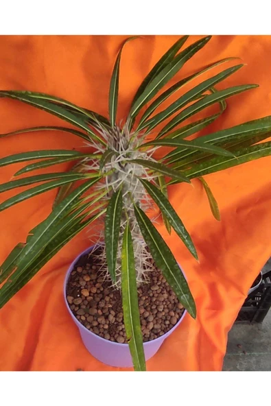 Madagaskar Palmiyesi-15 cm Saksıda ürün görseli 1