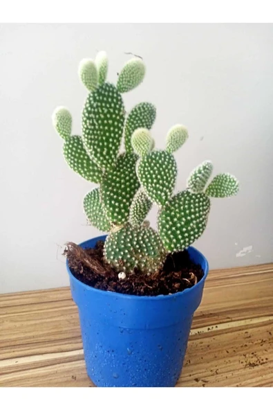Tavan Kula Kakts Opuntia Microdasys White Cactus Beyaz Diken Kaktus  Fiyatlar, zellikleri ve Yorumlar | En Ucuzu Akake