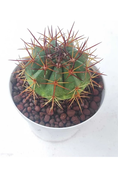 Melocactus--kaktüs ürün görseli 1