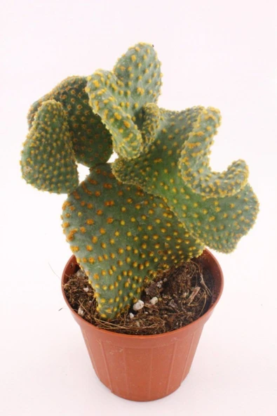 Opuntia Microdasys Cristata - 8.5 Cm Saksıda ürün görseli 1