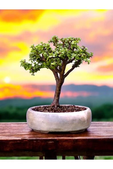 PTTAVM: Bonsai sakss ( Bonsai Hediyeli)