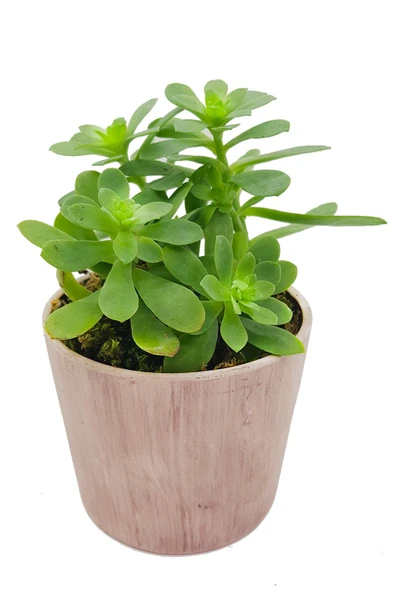 Vintage Seramik Saksıda Sedum Palmeri & Canlı Bitki Sukulent & Bakımı Kolay Bitki & 20-25 Cm ürün görseli 1