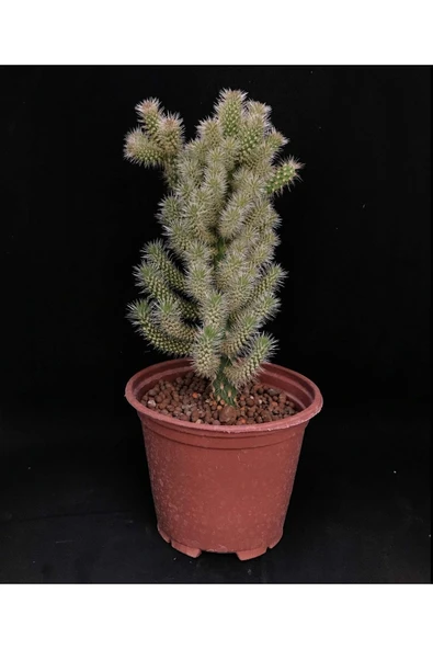 Cylindropuntia Spinosior / Baston Kaktüs 10 Cm Saksı ürün görseli 1