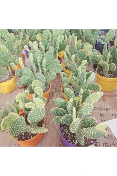 Opuntia Microdasys(tavsan Kaktus) ürün görseli 1