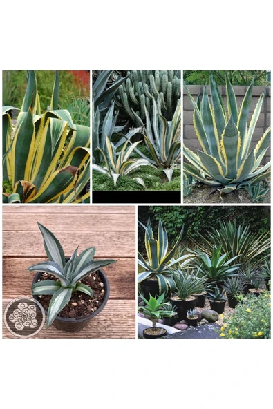 Agave Americana Fidesi ürün görseli 1