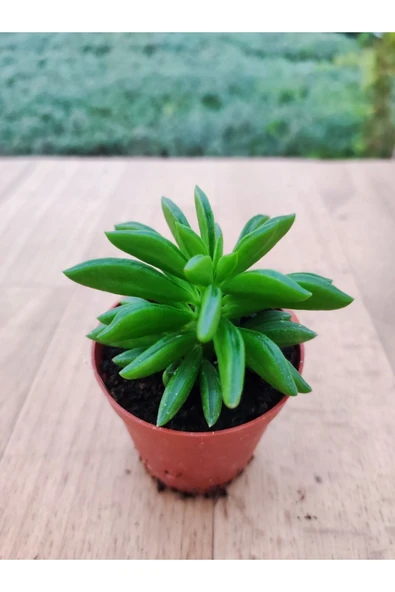 Peperomia Nuvelis ( 5,5 Cm Saksıda ) Nadir Tur Sukuklent ürün görseli 1