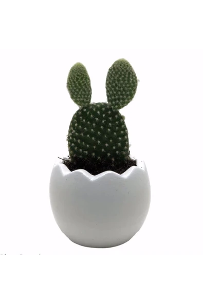 Beyaz Mini Egg Beton Saksı Ve Canlı Tavşan Kulağı Kaktüs Çiçeği ürün görseli 1