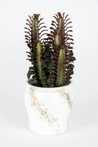 Dekoratif Saksıda Euphorbia Trigona Kaktüs ürün görseli 1