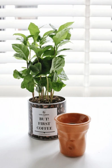 Kahve Severler Için Hediyelik Kahve Bitkisi (COFFEE PLANT) ''but First Coffee'' Baskılı Saksısında ürün görseli 1