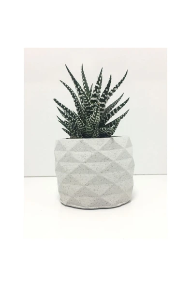 Geometrik Beton Saksı ve Canlı Sukulent - YE1605 ürün görseli 1