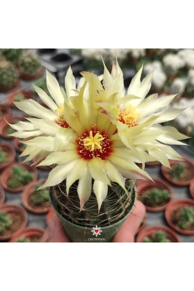 Thelocactus Setispinus Sarı Çiçek Açan Kaktüs Sukulent ürün görseli 1