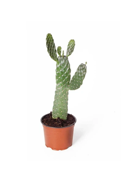 İthal Kaktüs Opuntia Consolea Rubescens Kaynana Dikeni 12cm ürün görseli 1