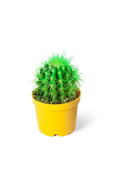 Yeşil Echinocactus Grusonii Rainbow İthal Kaktüs 8,5cm Ø ürün görseli 1