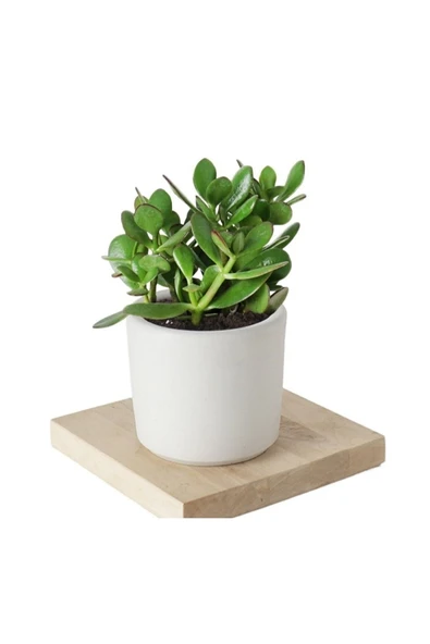 5 Adet Crassula Ovata Şans Para Çiçeği Şık Dekoratif Saksıda ürün görseli 1