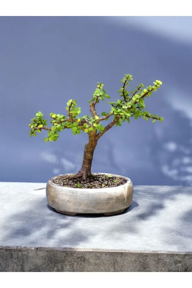 Taş saksı içinde Bonsai hediyesi bunsay jade bonsai ürün görseli 1